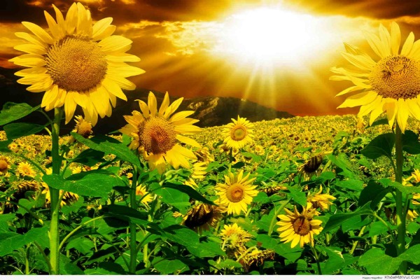 Tournesol au soleil